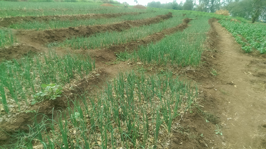 Onion farming in Bugesera district of Rwanda. Photo taken during the baseline survey