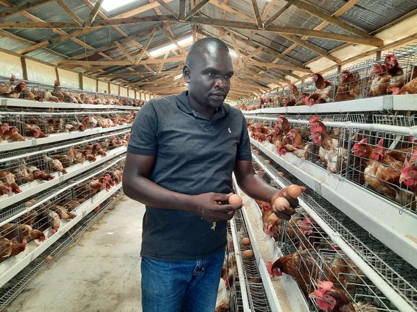 Nicholas Omondi picking eggs at his urban farm