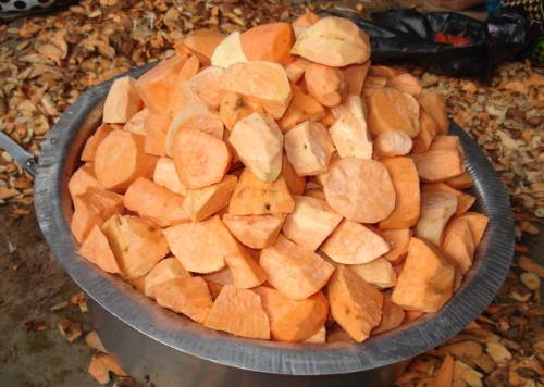 TAHEA is promoting Orange Sweet Potato for Health and Income Generation